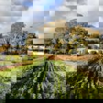 Rows of ccrops at Heeley City Farm.