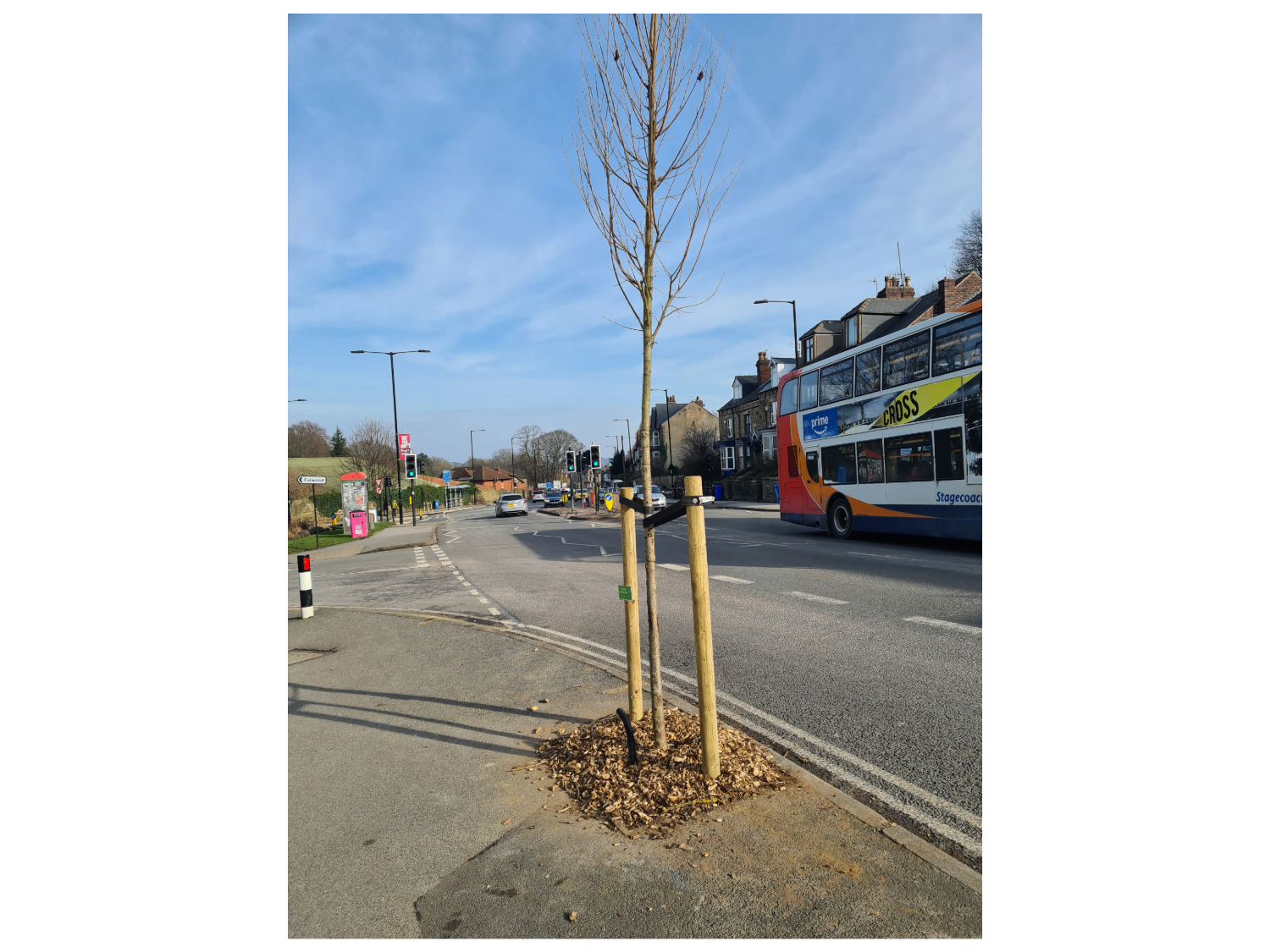 Young tree planted on a roadside pavement, supported by two wooden stakes and surrounded by mulch. A busy street with cars and a double-decker bus is visible in the background, along with houses and traffic lights under a clear blue sky.