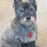 Alfie the dog at the Sheffield Antiques Centre.
