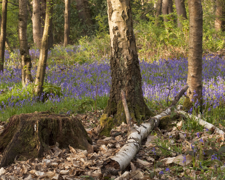 Forest scene with birch trees and a fallen log on the ground, surrounded by dry leaves and moss. In the background, a dense carpet of purple-blue flowers, likely bluebells, covers the forest floor under soft sunlight.