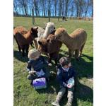Two children having a picnic lunch next to some Alpacas at Mayfield Alpacas Animal Park And Animal Sanctuary