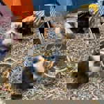 Guinea pigs at Heeley City Farm.