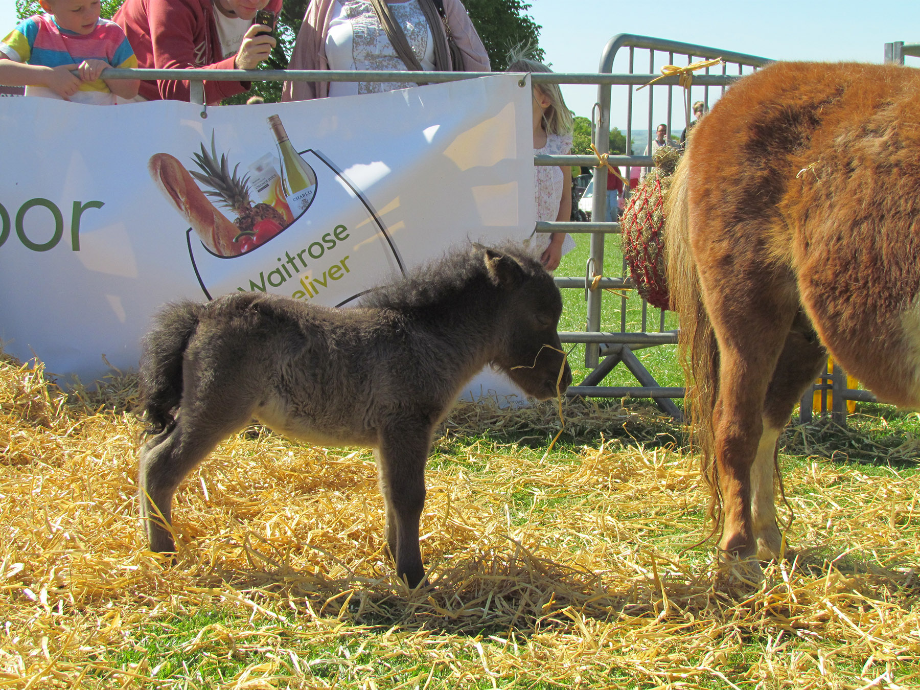 A small dark grey foal stands on straw in an outdoor pen, facing left, with a piece of straw in its mouth. Part of a larger brown pony is visible on the right. Behind them is a metal fence and a white banner with the Waitrose logo and food illustrations. Several people are leaning over the barrier watching the animals. The scene is bright and sunny with green grass visible under the straw.