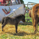 A small dark grey foal stands on straw in an outdoor pen, facing left, with a piece of straw in its mouth. Part of a larger brown pony is visible on the right. Behind them is a metal fence and a white banner with the Waitrose logo and food illustrations. Several people are leaning over the barrier watching the animals. The scene is bright and sunny with green grass visible under the straw.