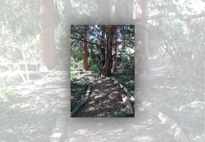Woodland path bordered by fallen logs leading beneath a large mature tree with twisting branches. Sunlight filters through dense foliage, creating dappled light and shadow on the forest floor. Tall trees with reddish-brown trunks stand in the background, surrounded by ivy, shrubs and undergrowth, forming a secluded natural walkway through the woods.