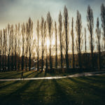 A line of poplar trees at sunrise.