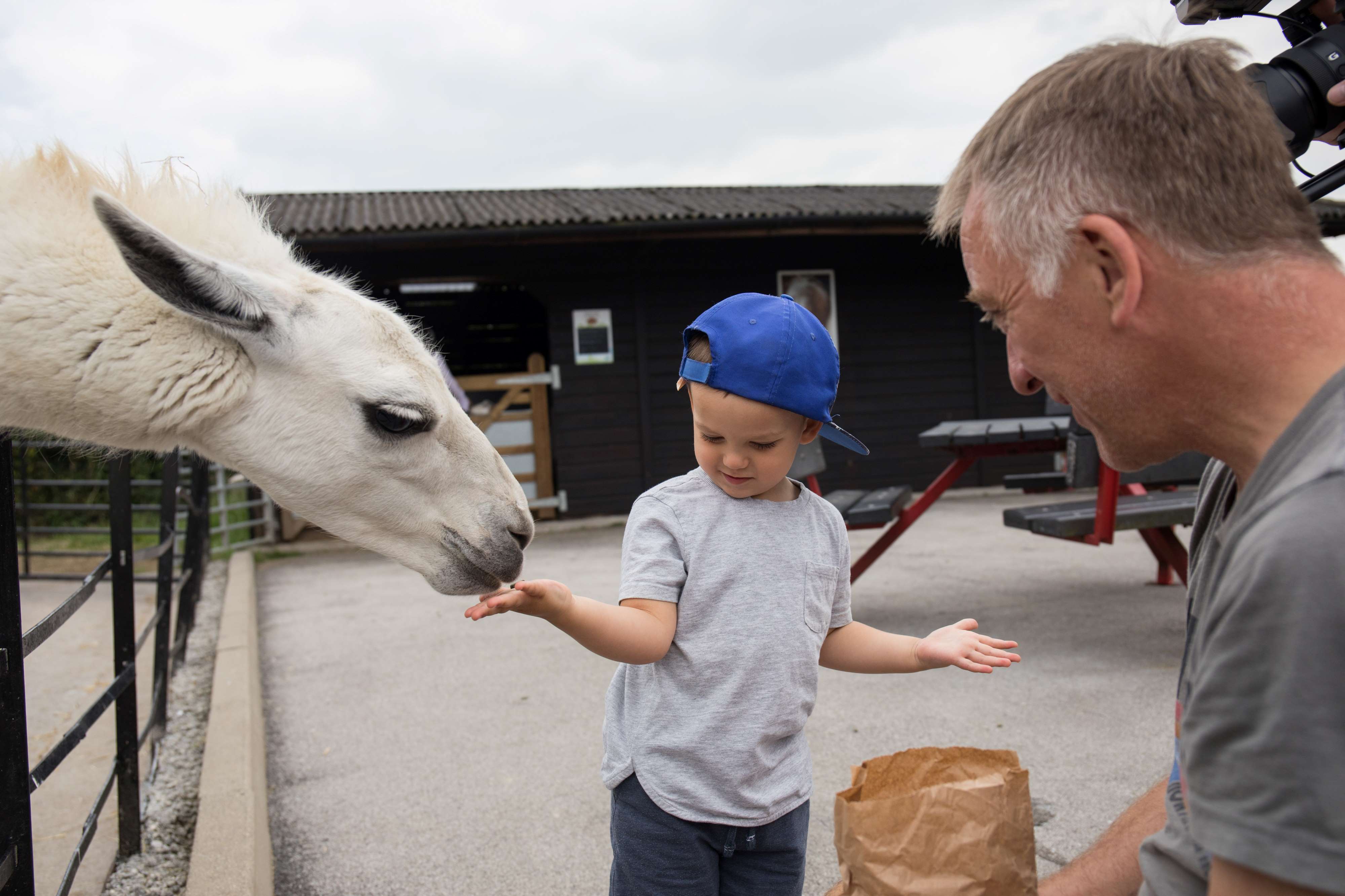 A child wearing a blue cap is feeding a white llama by hand at an outdoor animal enclosure. The child is standing next to an adult who is holding a paper bag, likely containing food. The background shows a dark wooden building with a sloped roof and a picnic table.