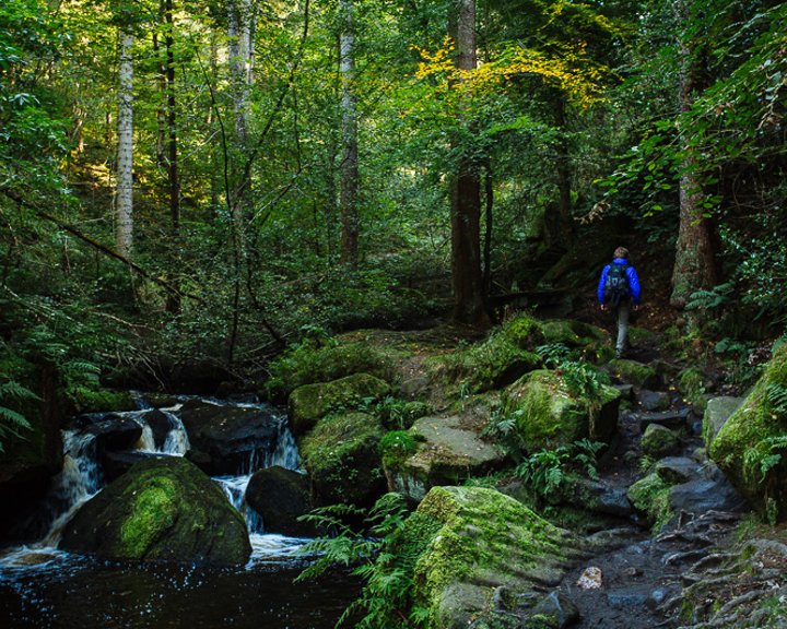 A man walks along a path next to a river in the forest at Wymingbrook  in Sheffield.