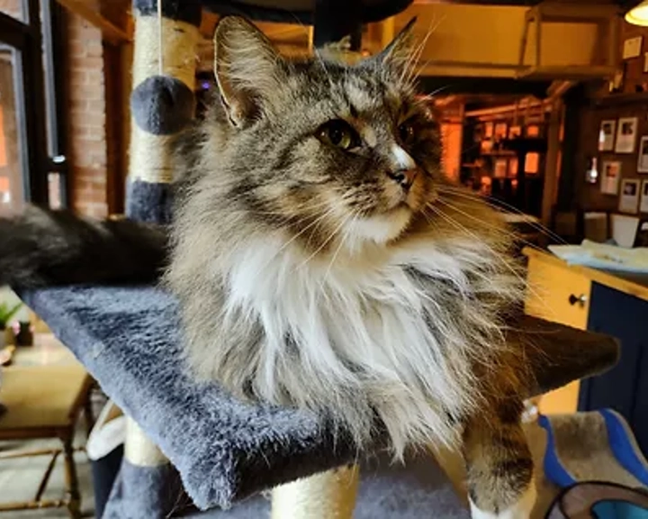 A cat relaxing at Tabby Teas Cat Cafe.