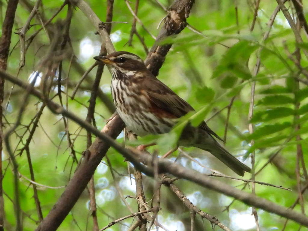 A Redwing sits on a branch in a tree.