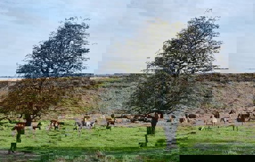 Herd of deer grazing on on Blackamoor