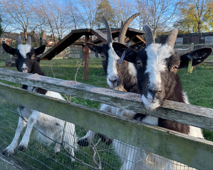 Goats at Heeley City Farm.
