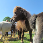 Three small ponies standing on grass in an outdoor pen under a clear blue sky. The central pony is brown with a long mane, facing slightly left. To the left, a white and brown pony grazes on straw, while the right foreground shows the back and tail of a grey pony. A metal fence and a tree are visible in the background.