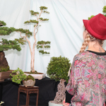 A person wearing a red hat and a patterned top with braided hair is standing indoors, facing a display of bonsai trees arranged on tables. The trees vary in size and shape, with some in rectangular pots and others in round containers. The background is a white draped fabric, and the tables are covered with black cloth. The scene suggests an exhibition or showcase of bonsai artistry.